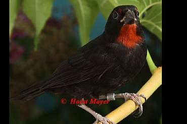 rotkehl-gimpeltangaren  - loxigilla noctis