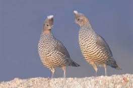 blauwschubben kwartels