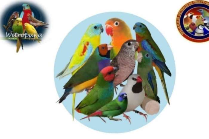 vogelshow   v.v witropaka