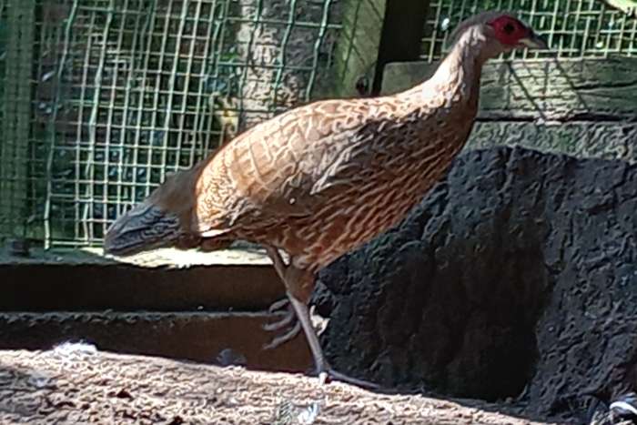 streepfazanten ( lophura leucomelanos lineata)