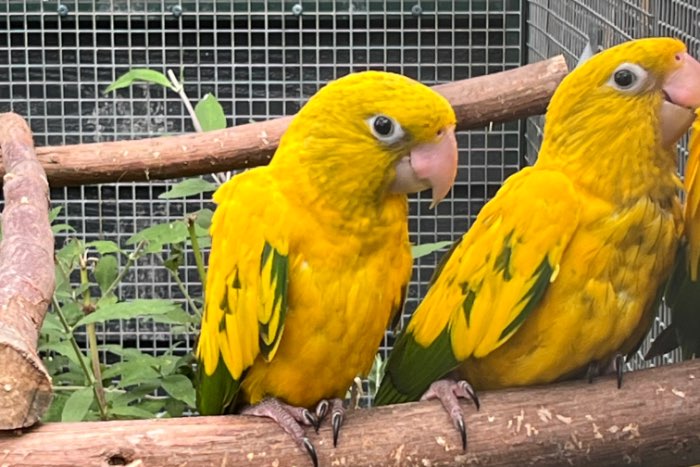 1-0 goudparkiet natuurbroed 25