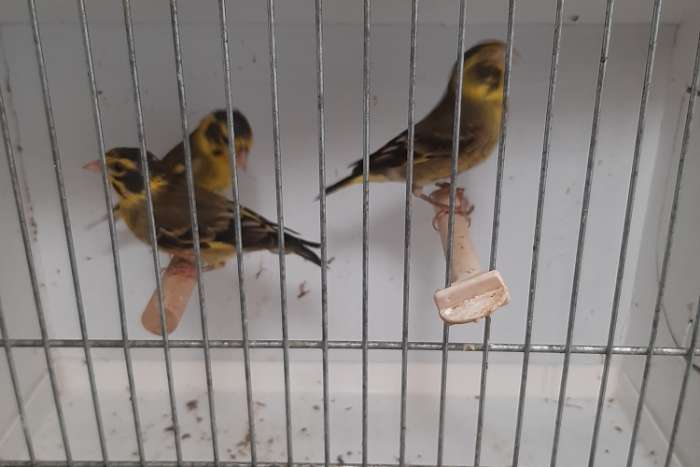 himalaya groenvinken