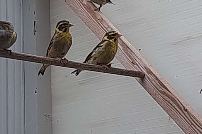 himalaya groenvinken