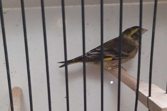 himalaya groenvinken