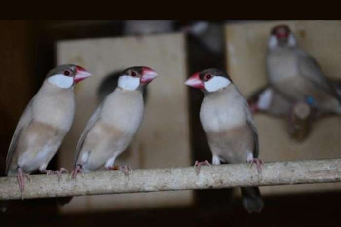 rijstvogels roodbruin