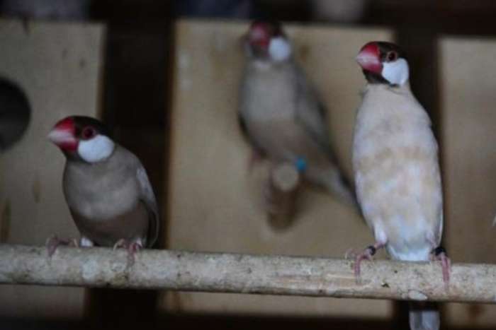 rijstvogels roodbruin