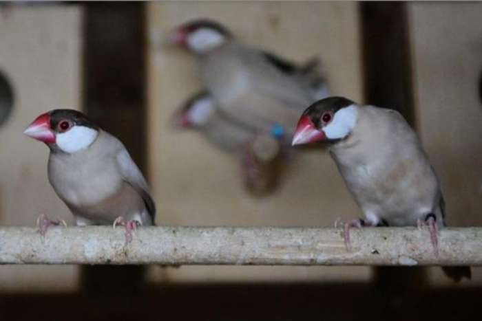 rijstvogels roodbruin