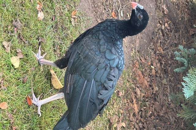 1,1 helmhokko (pauxi pauxi)