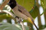 gelbsteißbülbül pycnonotus xanthopygos ruilen