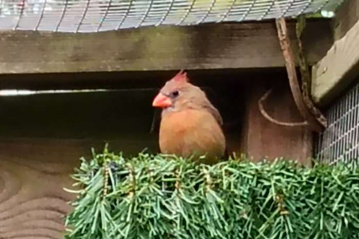 ruilen rode kardinaal voor roodkuif
