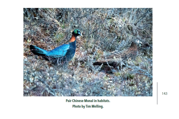 pheasants of the old world