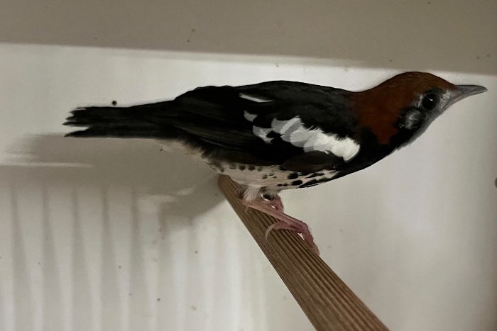 onverwant koppel kastanjekoplijsters 2025