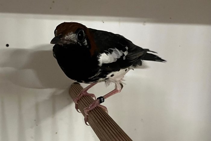 onverwant koppel kastanjekoplijsters 2025