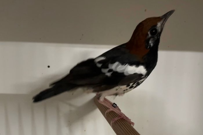 onverwant koppel kastanjekoplijsters 2025