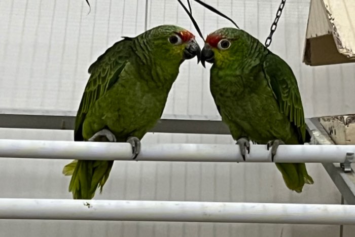 1-1 amazona autumnalis lilacina