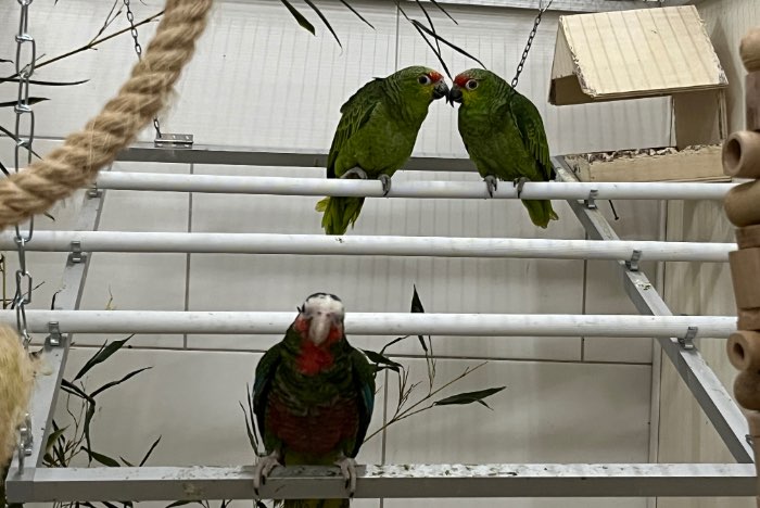 1-1 amazona autumnalis lilacina