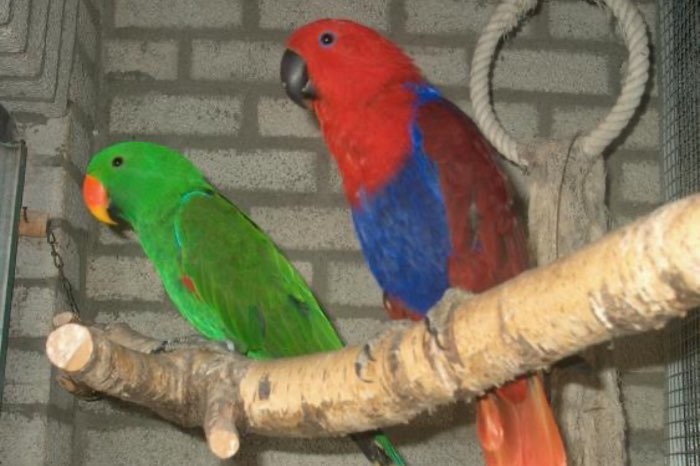 prachtig koppel edelpapegaaien te koop