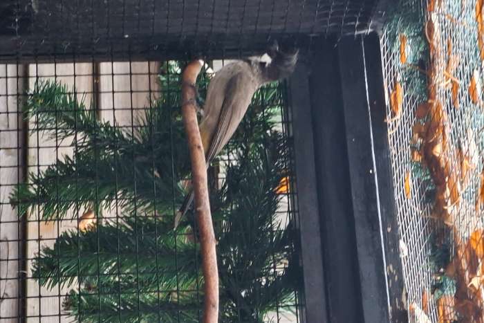 himalaya buulbuul man  pycnonotus leucogenys