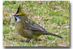 groene kardinaal pop
