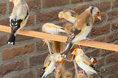 diverse majoor putters