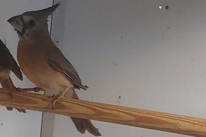 0-1 vermiljoenkardinaal