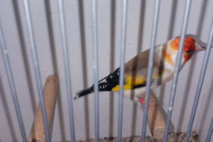 majoorputters 2025/2024