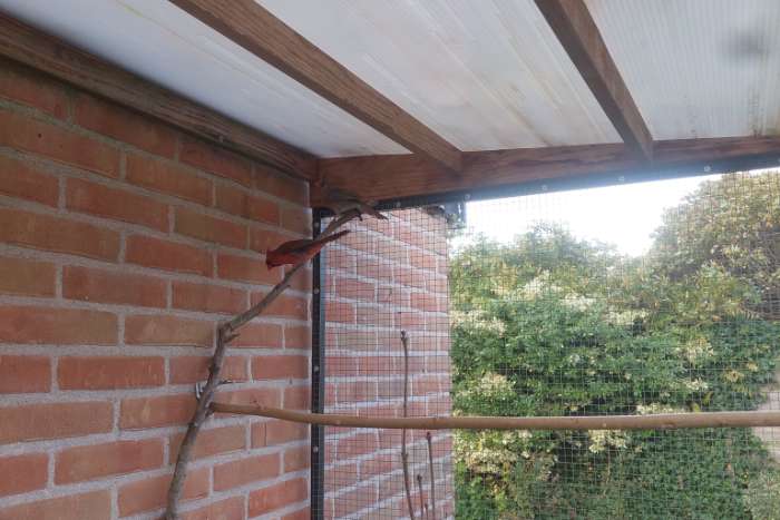 koppel rode kardinalen