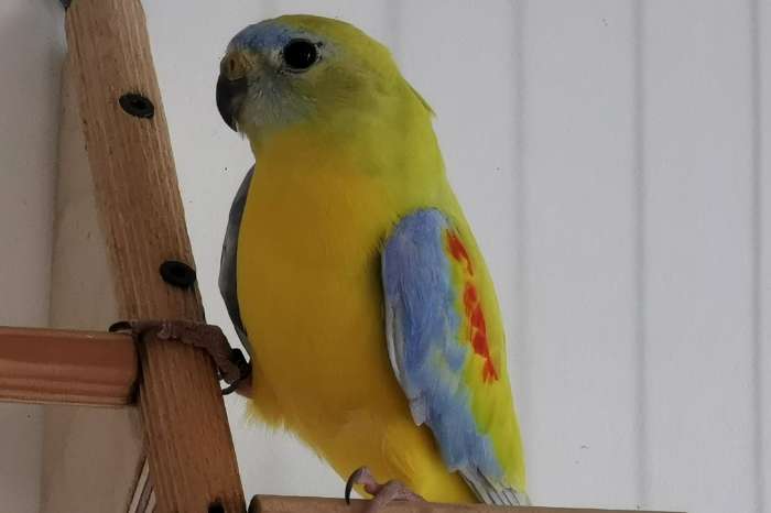 turquoisine parkieten