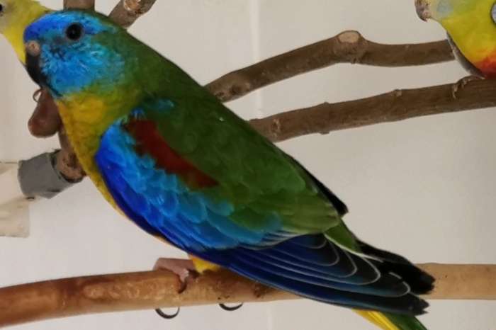 turquoisine parkieten