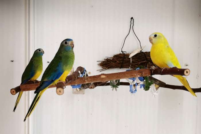 turquoisine parkieten