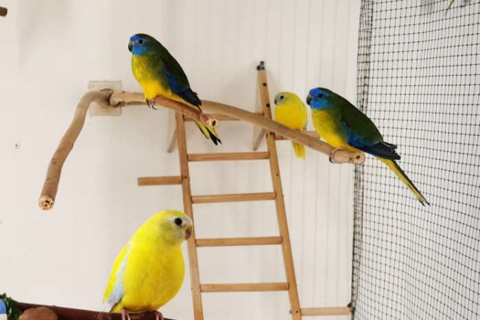 turquoisine parkieten