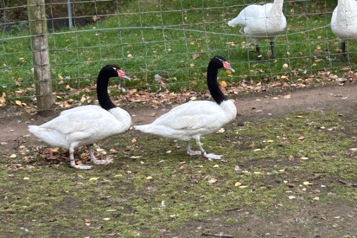 koppel zwarthals zwanen