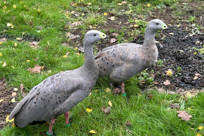 koppel cereopsis hoenderganzen