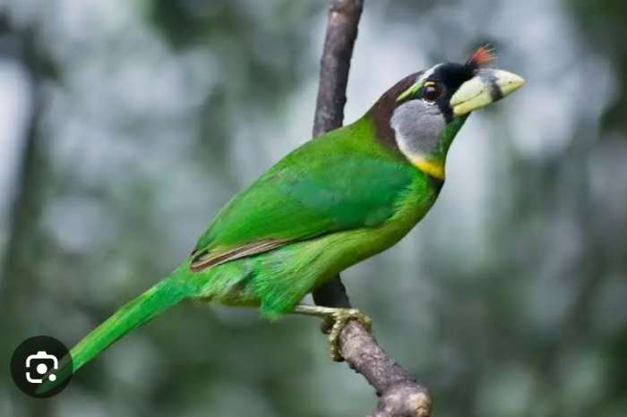 vuurpluimbaardvogel fire tufted barbet