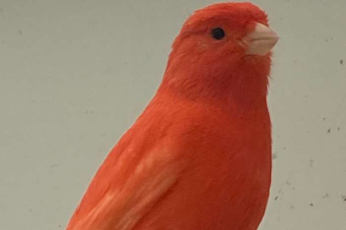 rode , rood ivoor , zwart- rode  kanaries