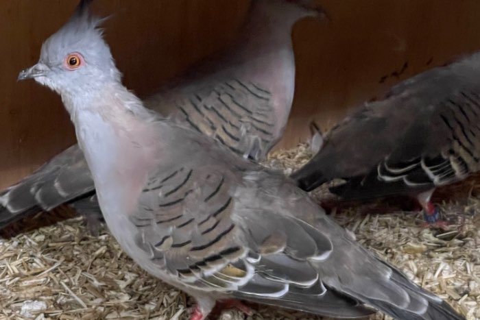 1-1 kweekkoppel kuifduiven + jong van 2025