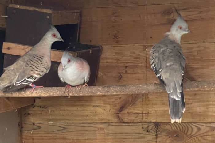 1-1 kweekkoppel kuifduiven + jong van 2025