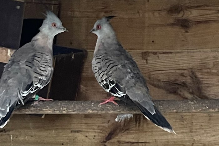 1-1 kweekkoppel kuifduiven + jong van 2025