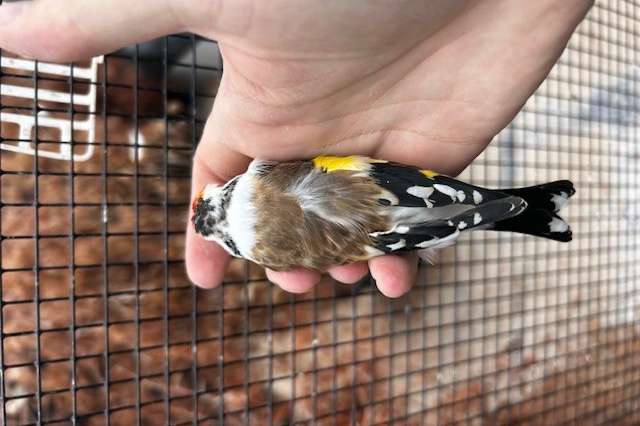 diverse majoor putters