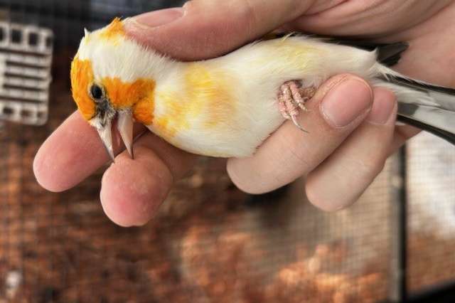 diverse majoor putters