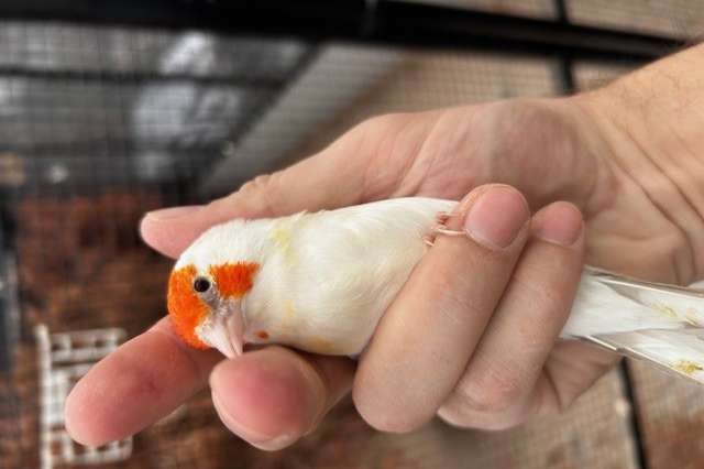 diverse majoor putters