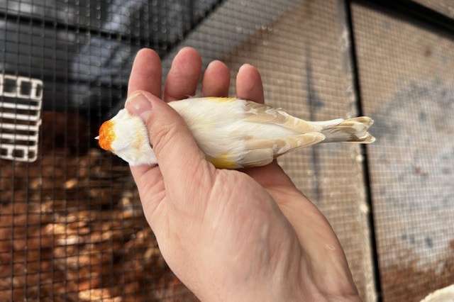 diverse majoor putters