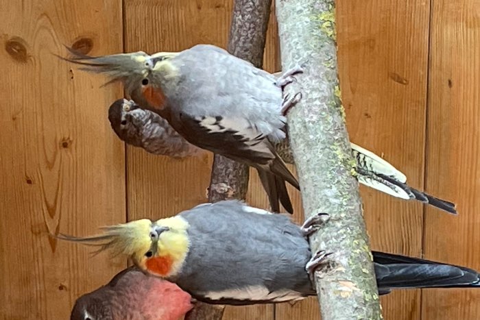 te koop koppel valkparkieten van 2019