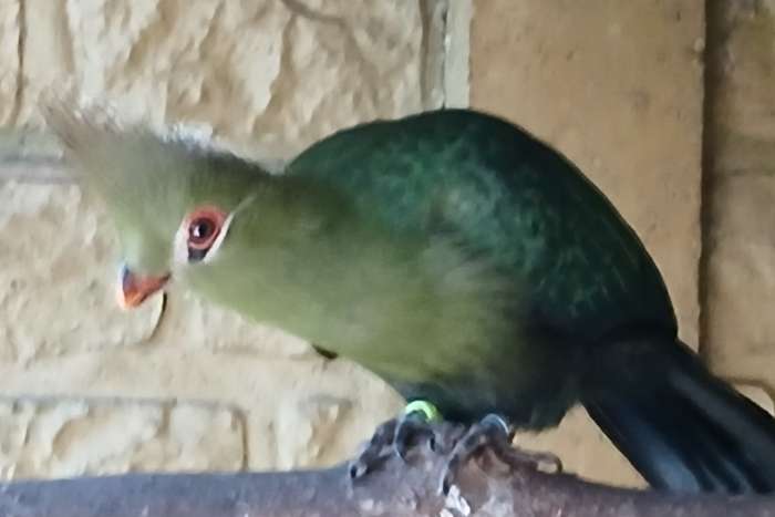 onverwant koppel livingstone toerako