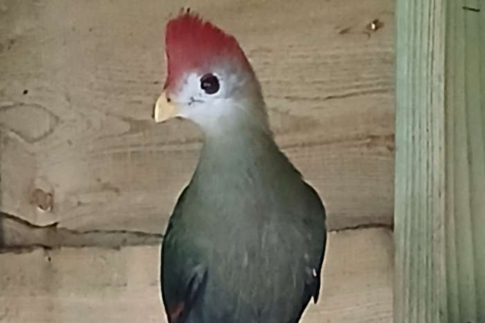 onverwant koppel roodkuiftoerako