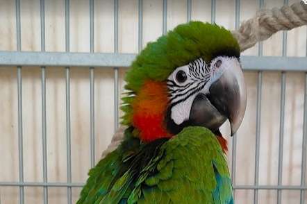 muis en rat verdelger