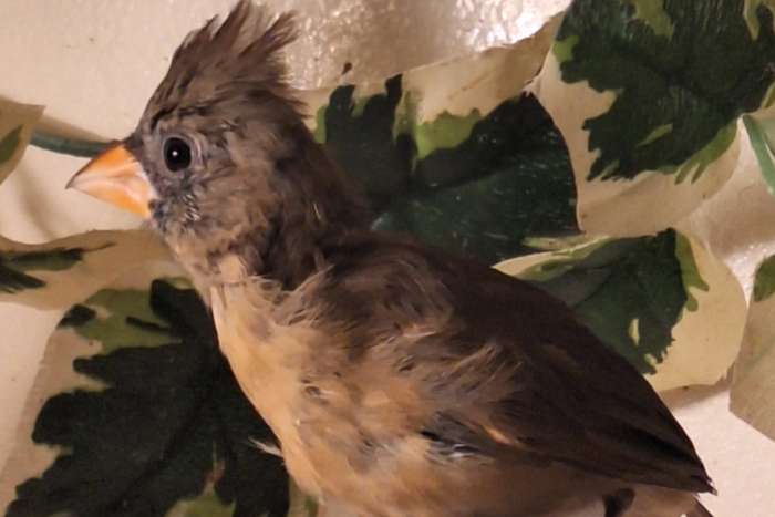 te koop rode kardinaal pop