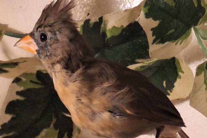 te koop rode kardinaal pop