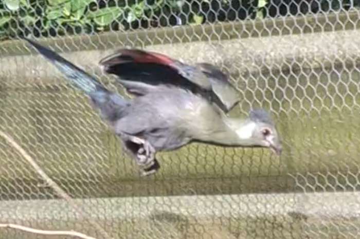 te koop witwang toerako pop