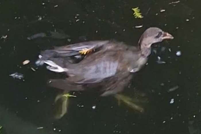 te koop waterhoenen 1-1